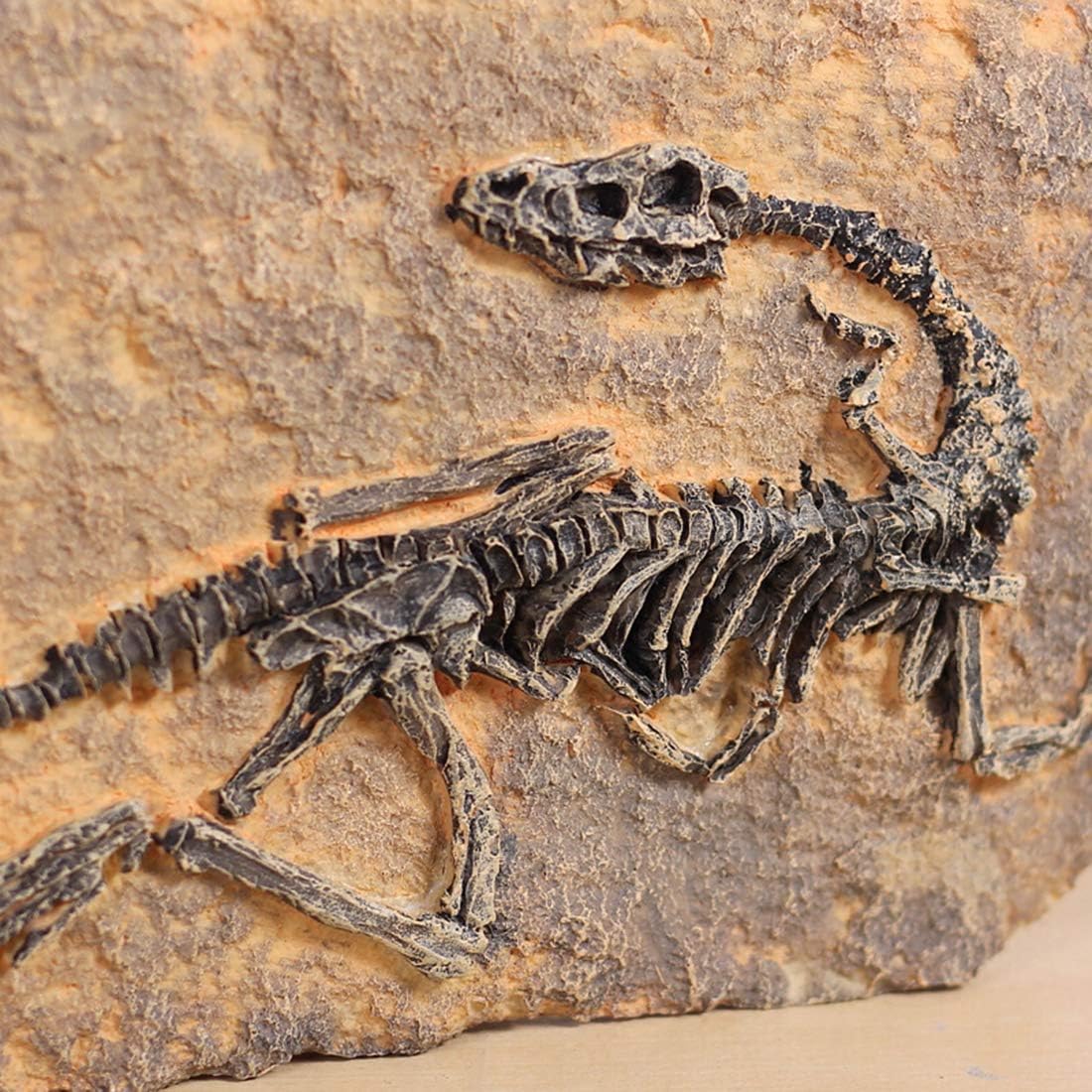 XINDAM Resin Dinosaur Fossil Statue Model Simulated Skeleton Home Office Display Decorative Craft Box Decoration (Style 1)