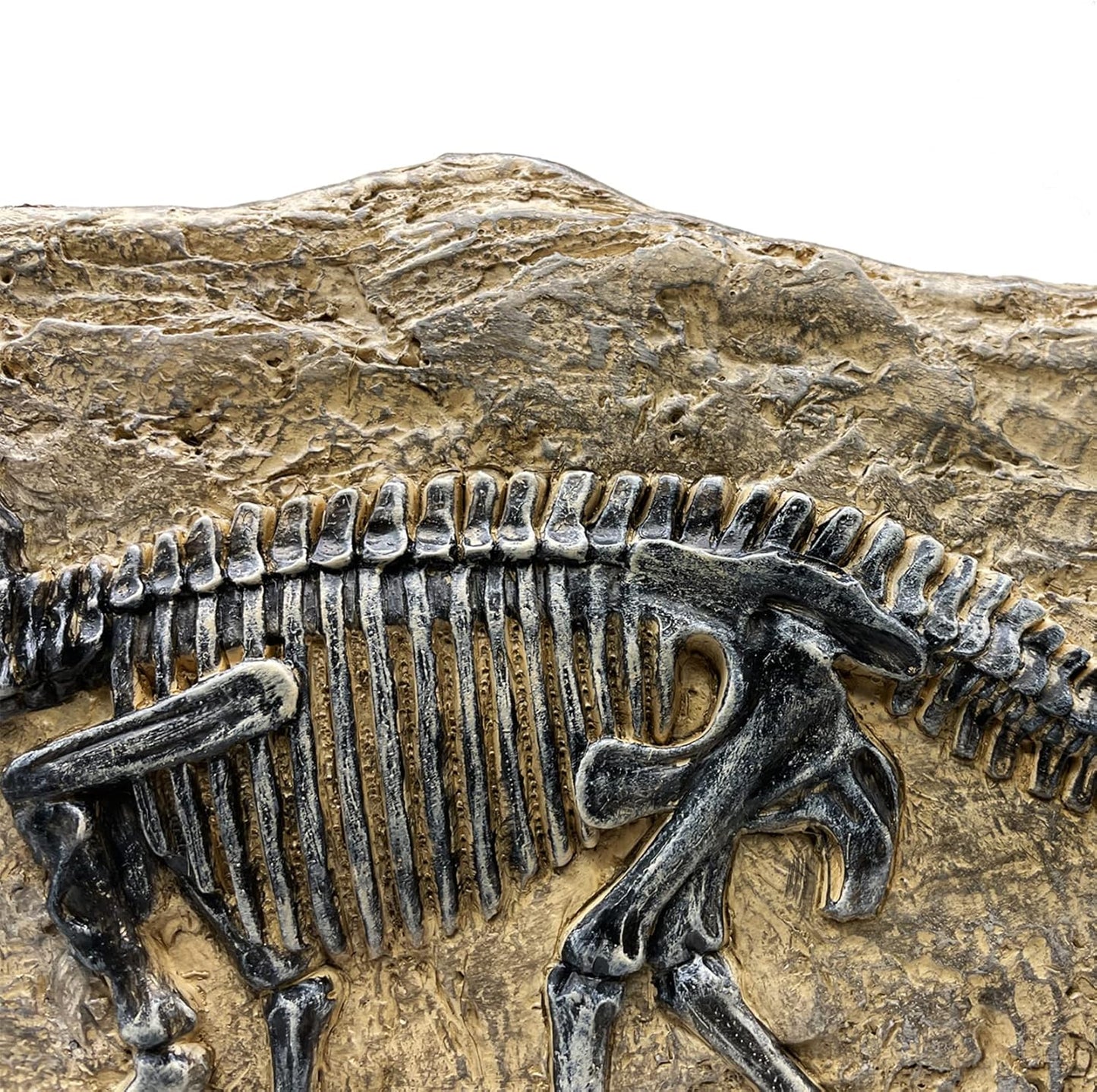 XINDAM Resin Triceratops Dinosaur Fossil Statue Model Simulated Skeleton Home Office Display Decorative Craft Box Decoration (Style 6)