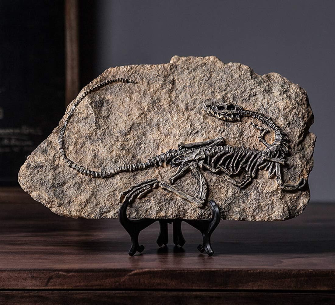 XINDAM Resin Dinosaur Fossil Statue Model Simulated Skeleton Home Office Display Decorative Craft Box Decoration (Style 1)