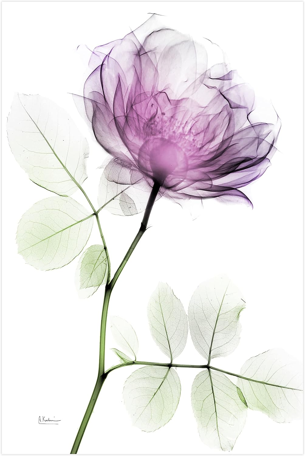 Empire Art Direct FramelessTempered Glass Wall Art, Decorative Art for Wall, X-ray Pink Rose Print, Living Room, Bedroom, Home Office, Ready to Hang, 48" x 32"