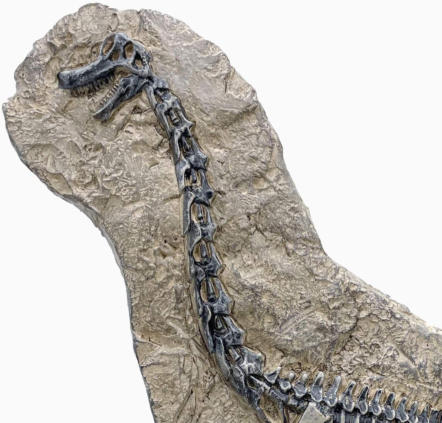 XINDAM Resin Brachiosaurus Dinosaur Fossil Statue Model Simulated Skeleton Home Office Display Decorative Craft Box Decoration (Style 7)