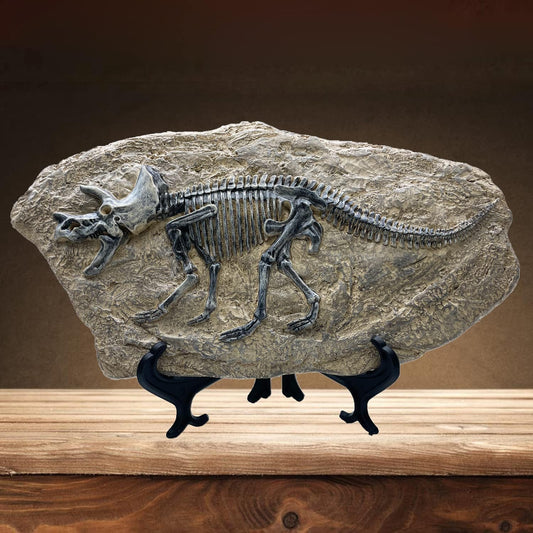 XINDAM Resin Triceratops Dinosaur Fossil Statue Model Simulated Skeleton Home Office Display Decorative Craft Box Decoration (Style 6)