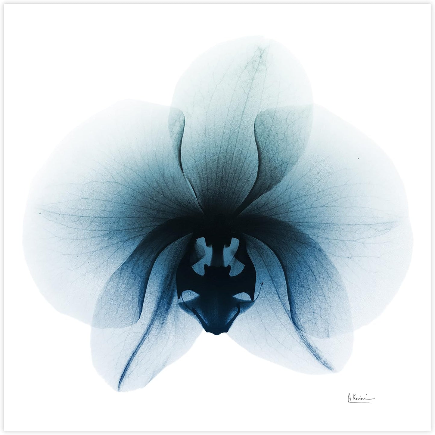 Empire Art Direct Frameless Free Floating Tempered Glass Panel Graphic Wall Art Ready to Hang, 38" x 38", Glacial Orchid