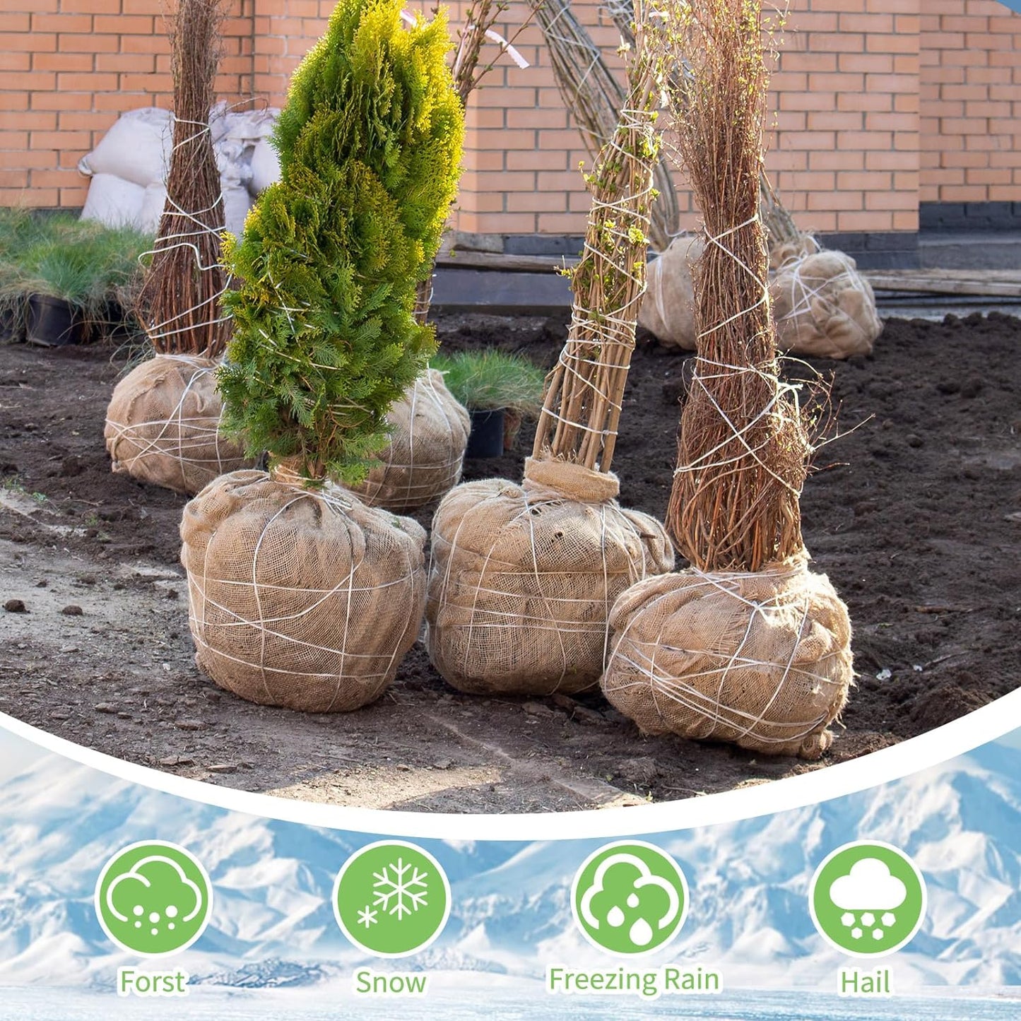 Garden Burlap Roll, 40" X 150 Feet Natural Jute Burlap Fabric Roll for Gardening Raised Bed Liners,Seed Cover,Edging,Weed Barrier,Aisle Runner Plant Cover Tree Protections (40" X 150 Feet)