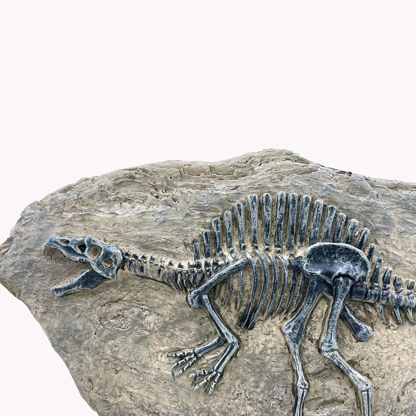 XINDAM Resin Spinosaurus Dinosaur Fossil Statue Model Simulated Skeleton Home Office Display Decorative Craft Box Decoration (Style 8)