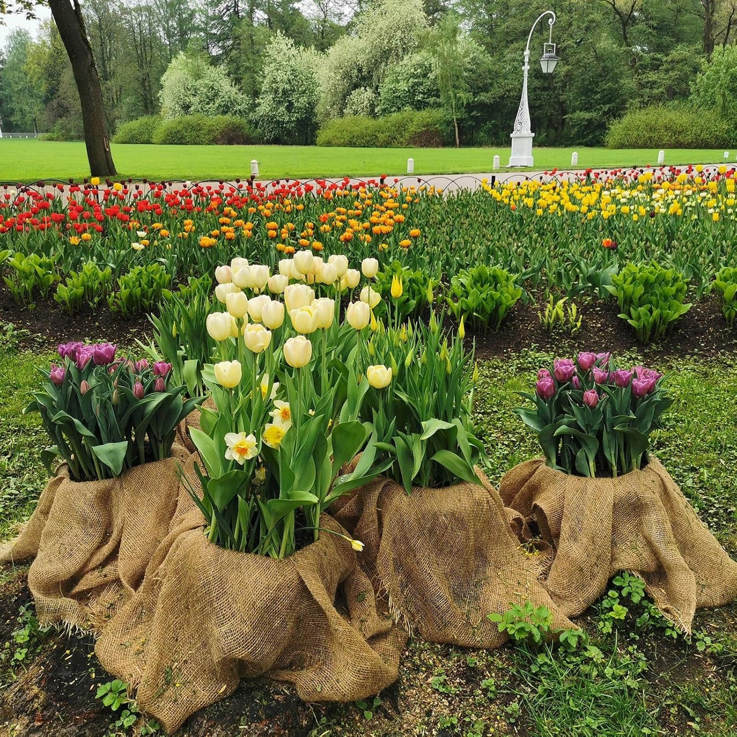 Garden Burlap Roll, 60" x 100 Feet Natural Jute Burlap Fabric Roll for Gardening Raised Bed Liners,Seed Cover,Edging,Weed Barrier,Aisle Runner Plant Cover Tree Protections (60" x 100 Feet)